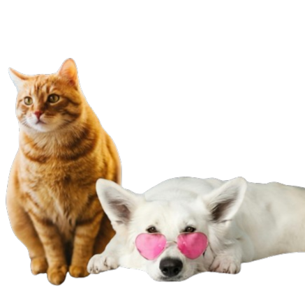 Pero y gato buscando